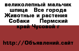 великолепный мальчик шпица - Все города Животные и растения » Собаки   . Пермский край,Чусовой г.